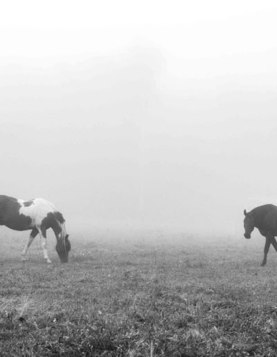 horses grazing in field